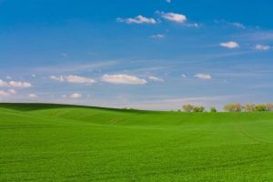 grass is always greener
