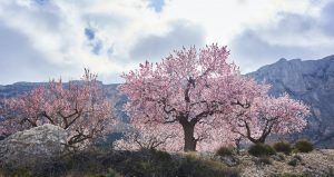la-flor-de-almendro